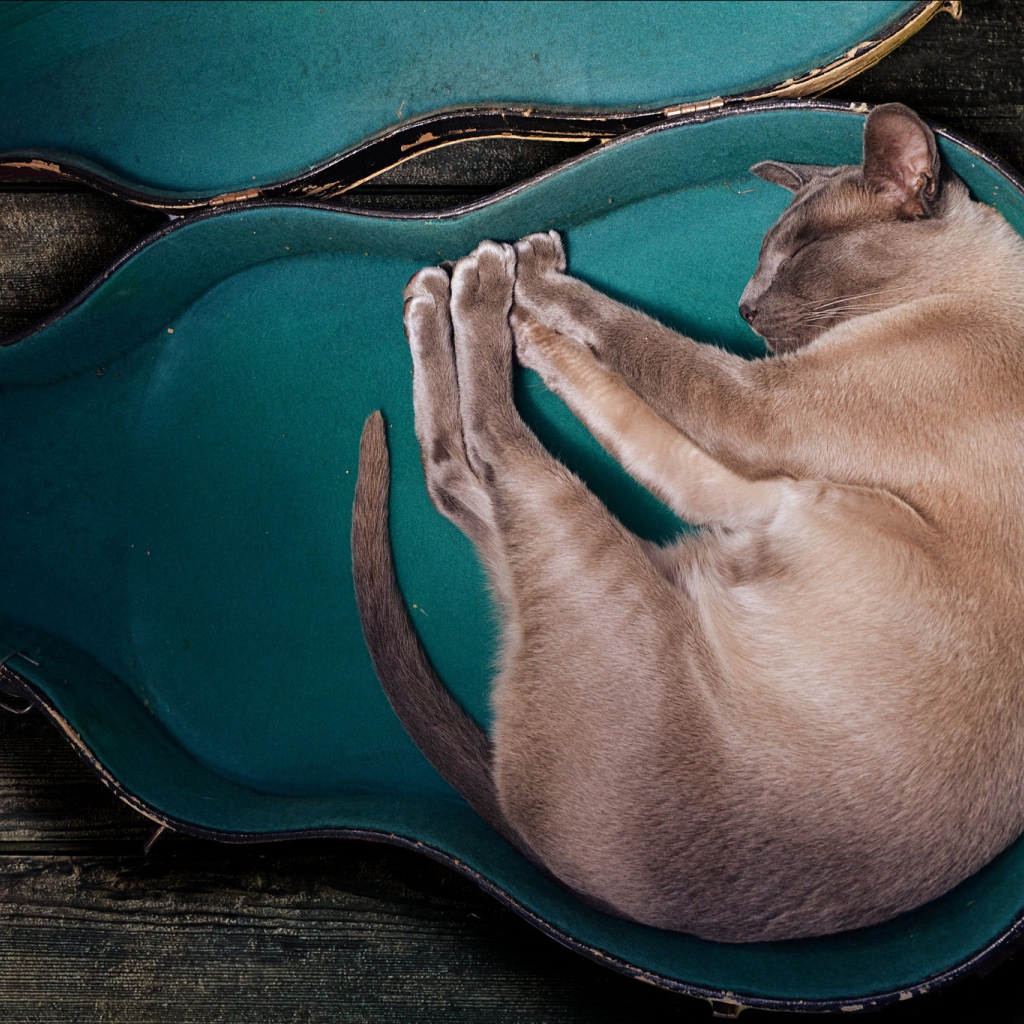 Породистый кот спит в футляре для гитары