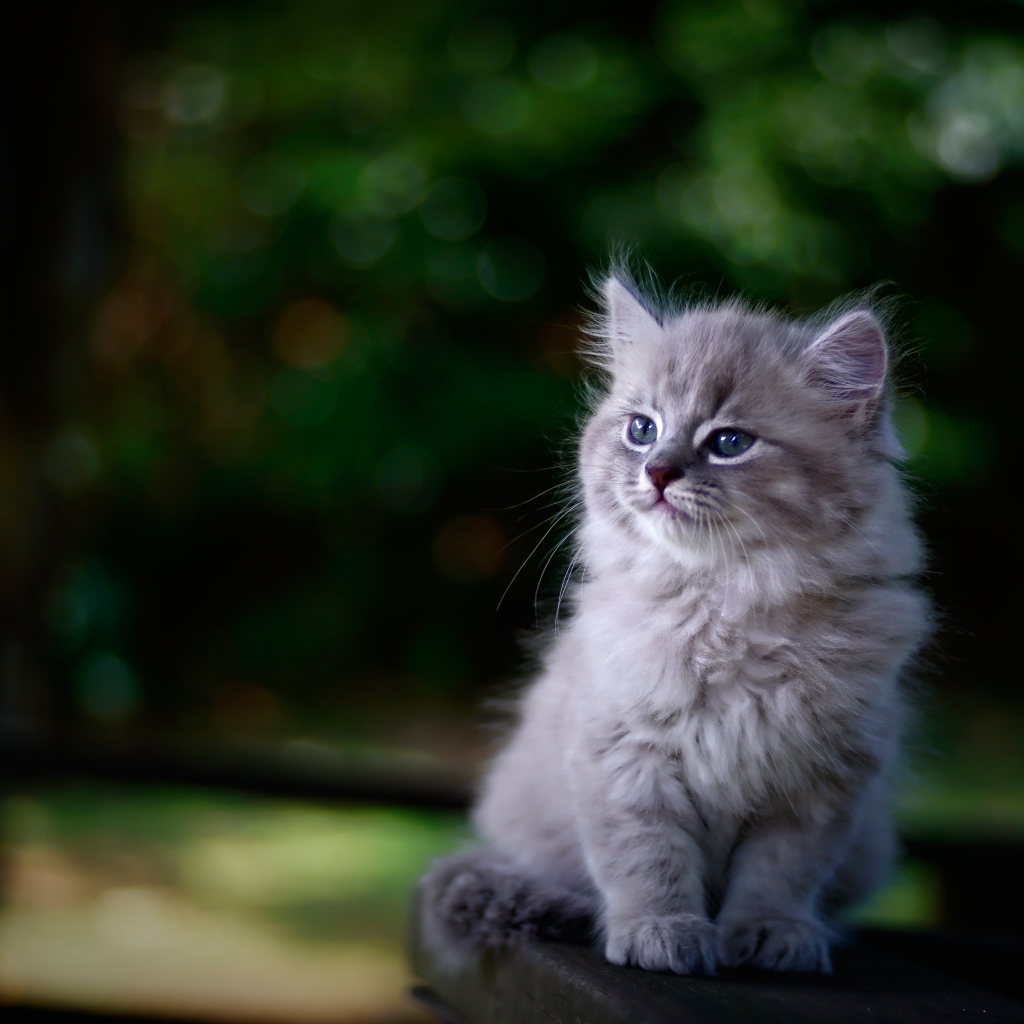 Породистый серый котенок сидит на лавке 
