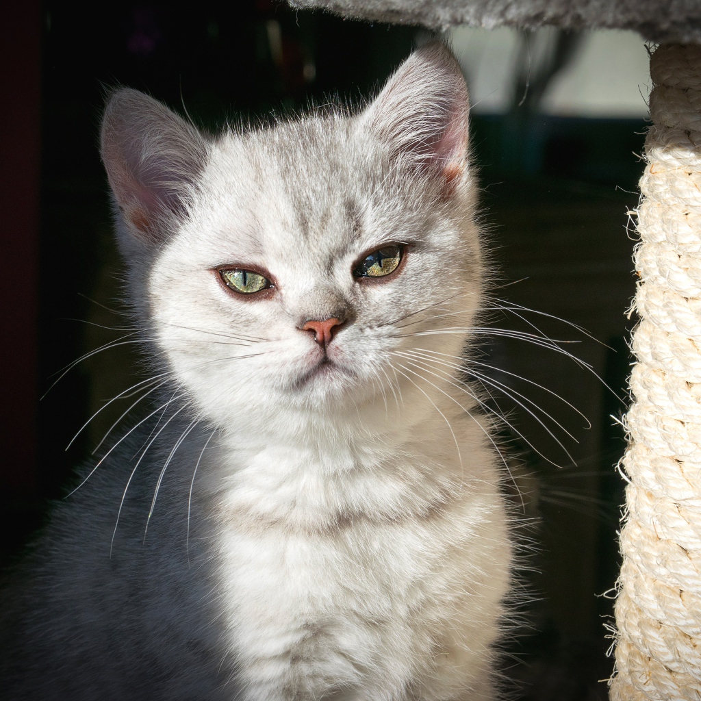 Породистый серый котенок сидит у когтеточки