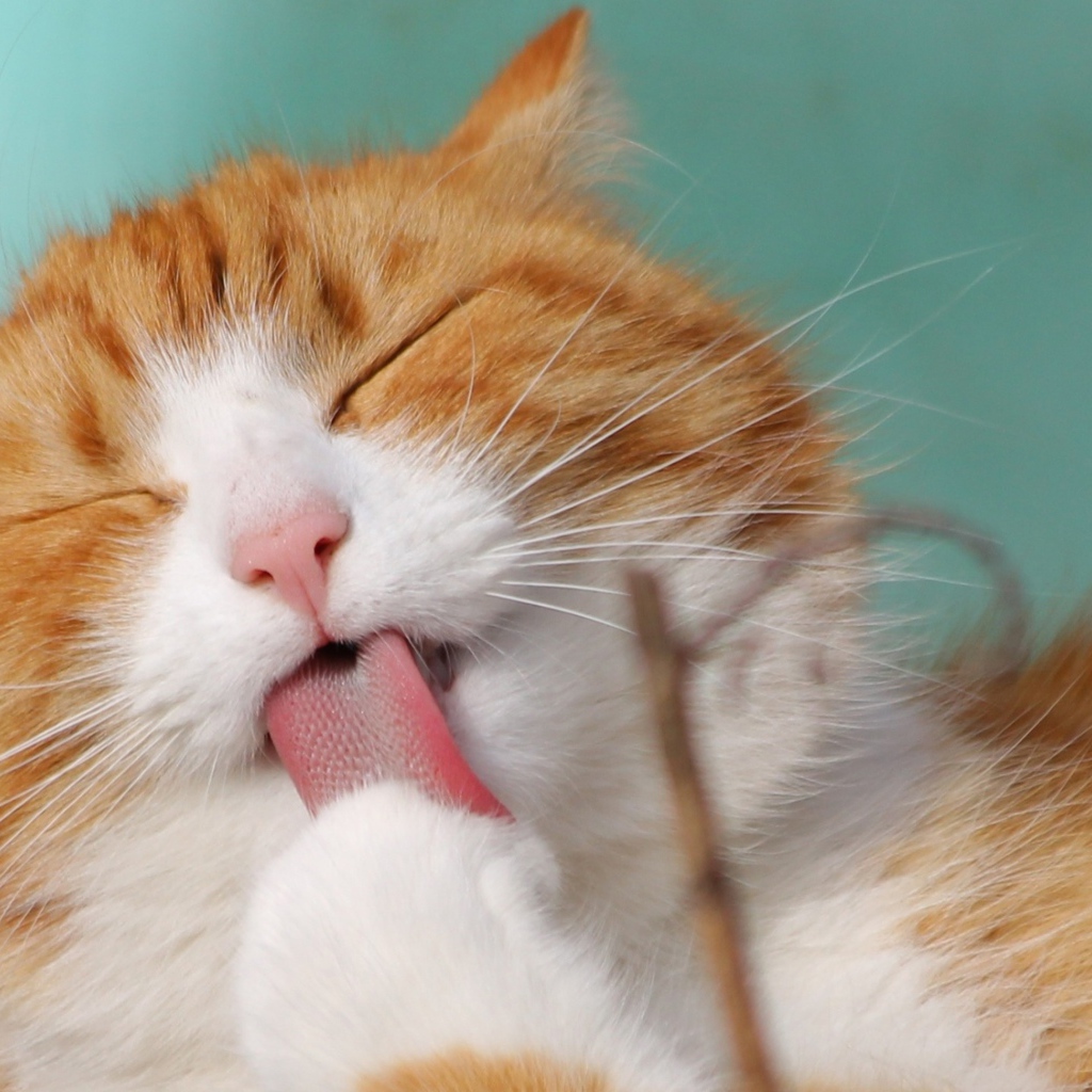 Рыжий с белым кот облизывает лапу
