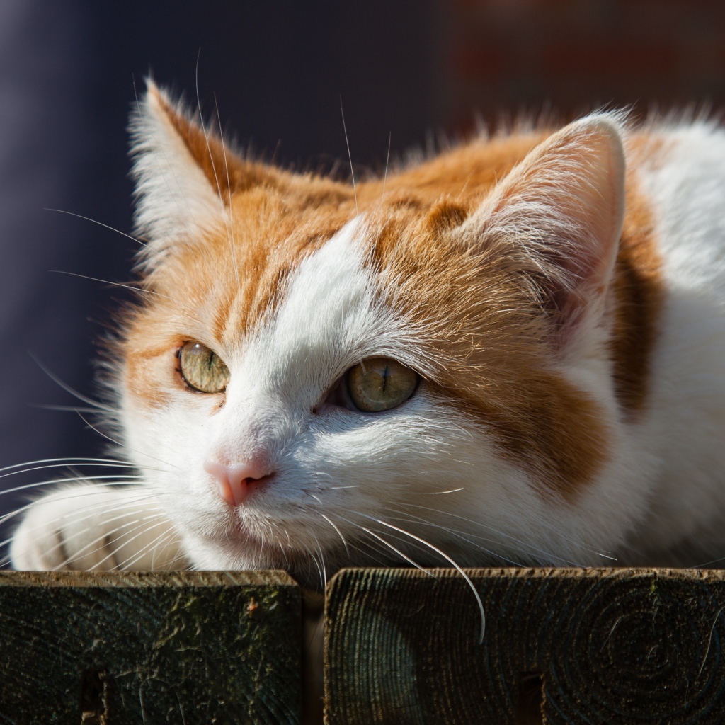 Рыжий с белым кот лежит на досках 