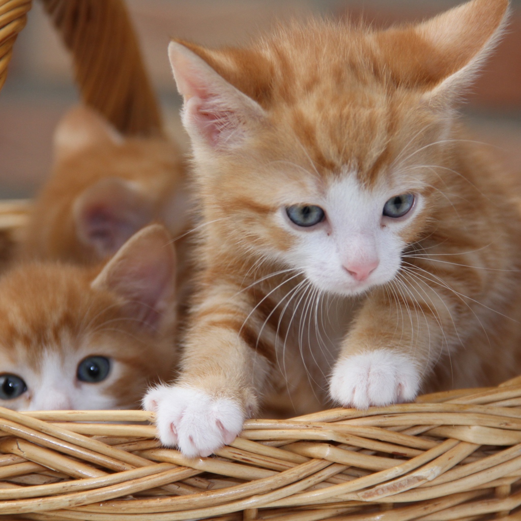 Рыжие милые котята сидят в плетеной корзине 