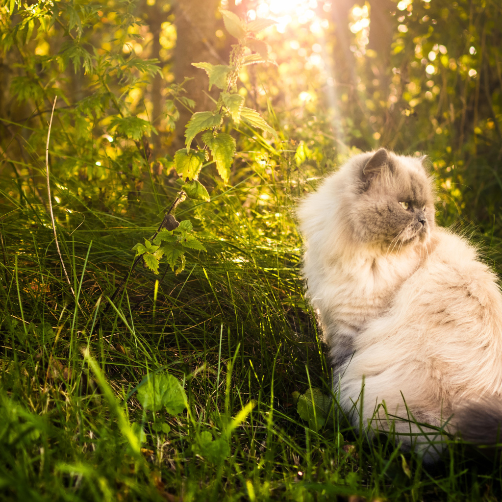 Серьезный кот греется на солнце в траве