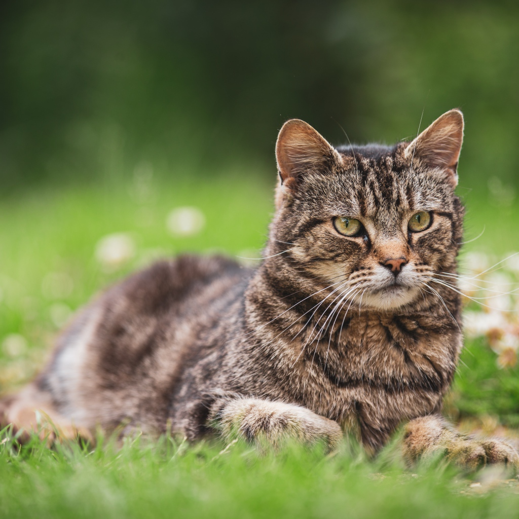 Серьезный серый кот лежит на деревянной траве