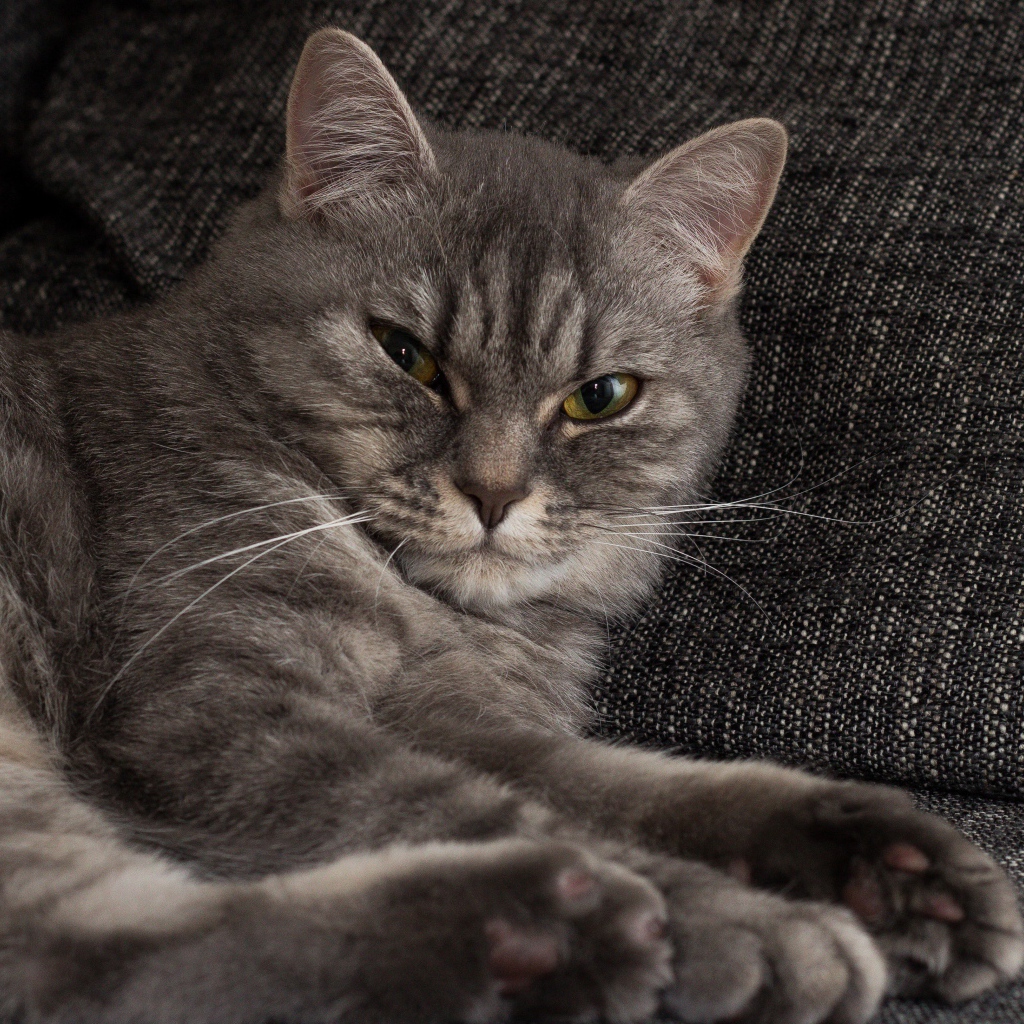 Серьезный серый кот лежит на диване 