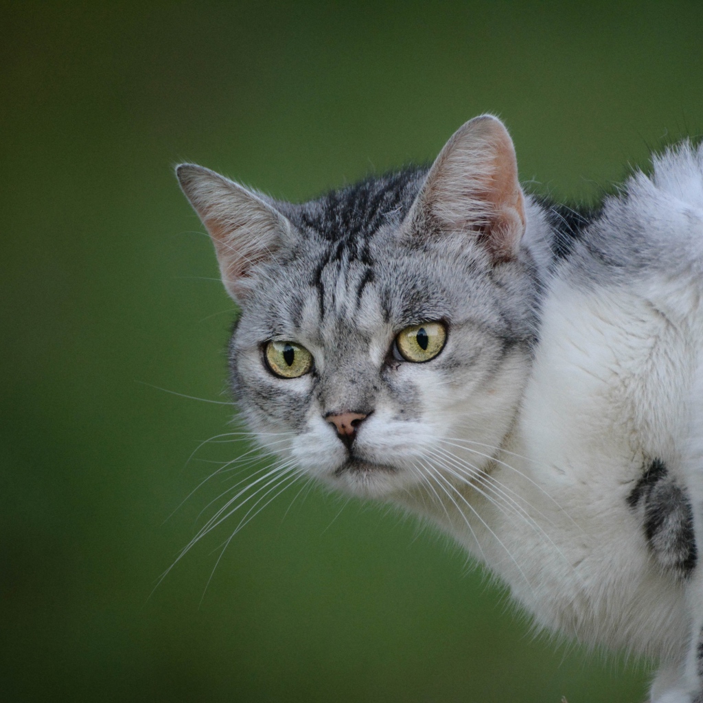 Серьезный серый кот на зеленом фоне
