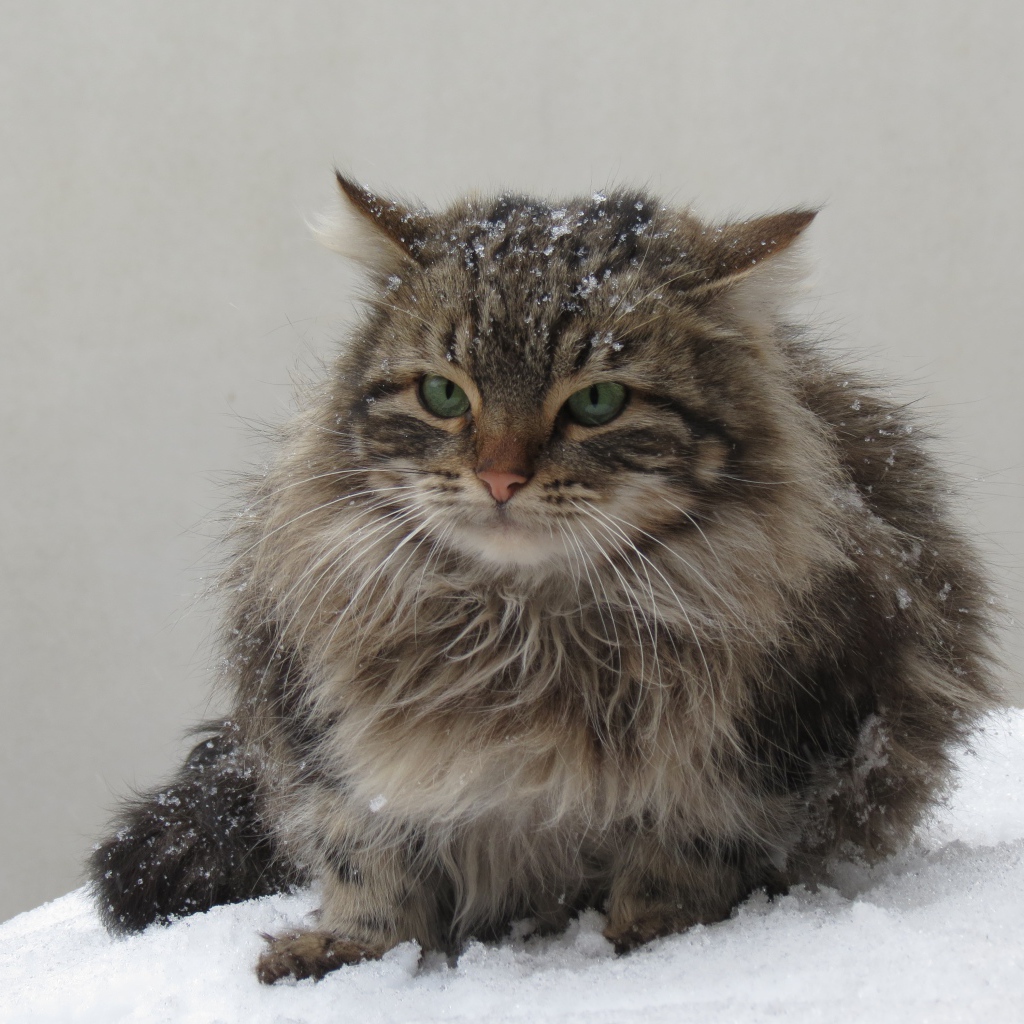 Грозный серый кот сидит на снегу