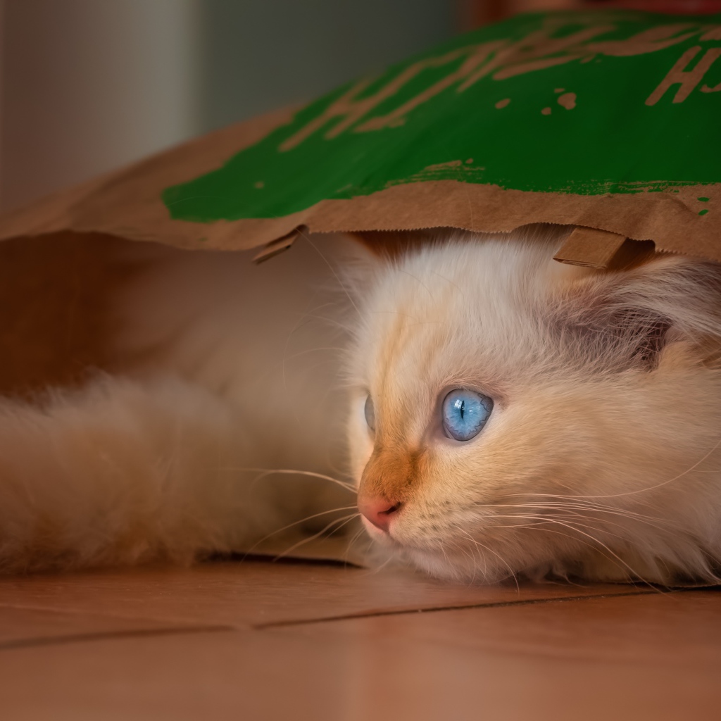 Маленький голубоглазый котенок сидит в пакете 