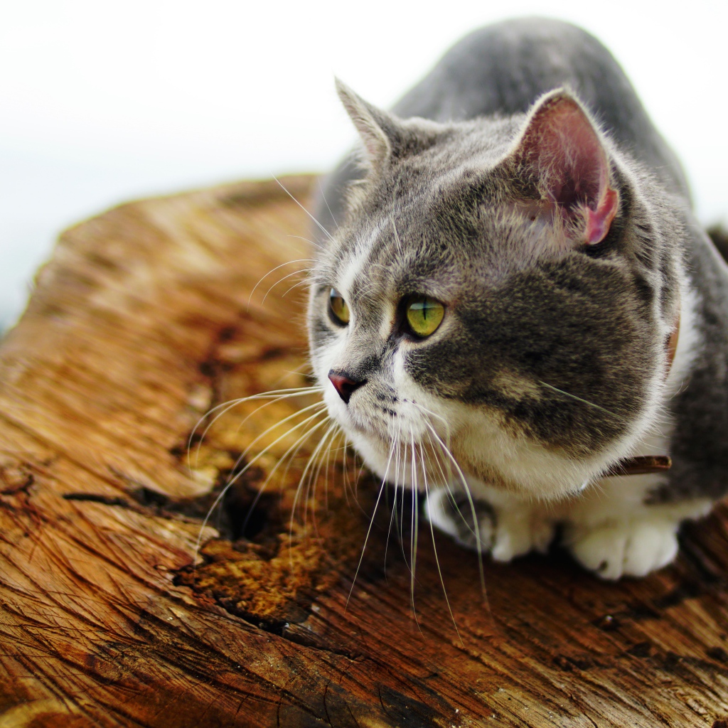 Породистый зеленоглазый кот сидит на сухом дереве