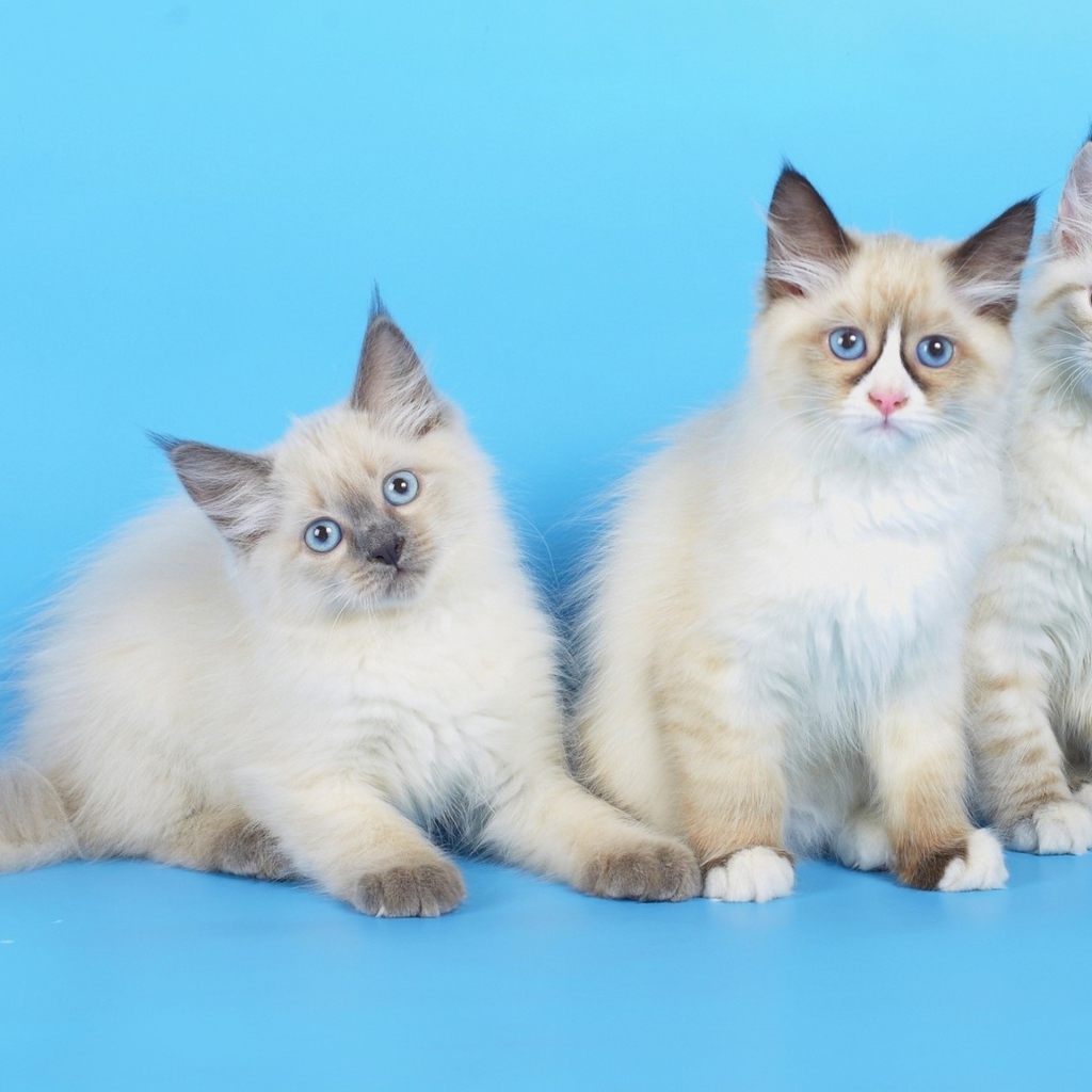 Три породистых котенка на голубом фоне