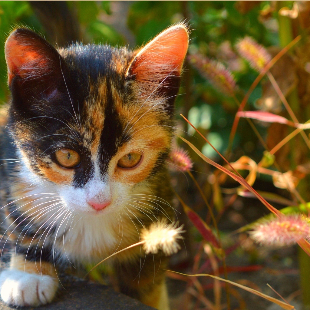 Трехцветный котенок сидит в траве