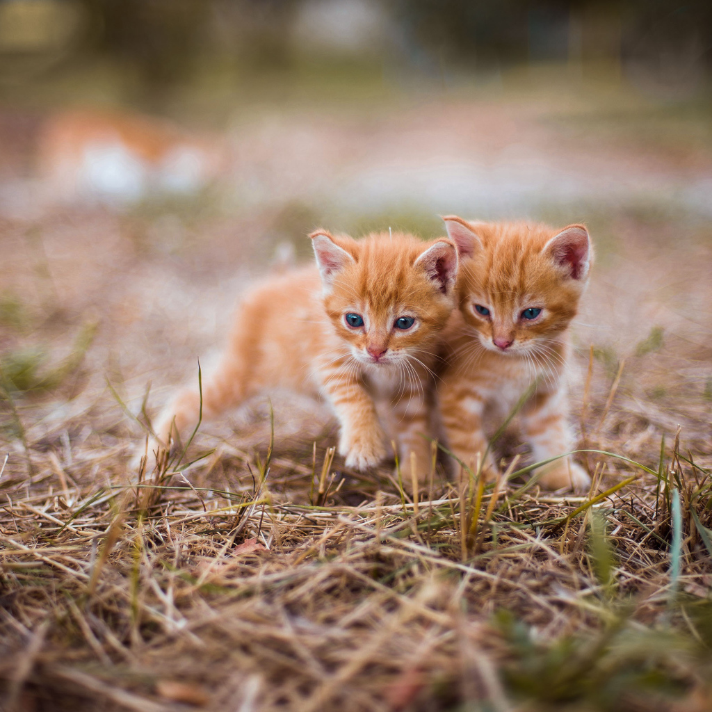 Два милых голубоглазых котенка на траве