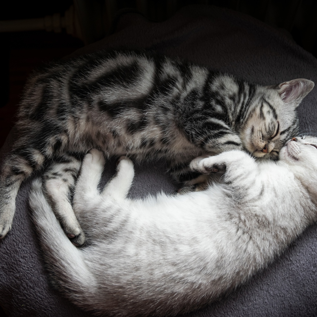 Два милых породистых котенка спят на кровати 