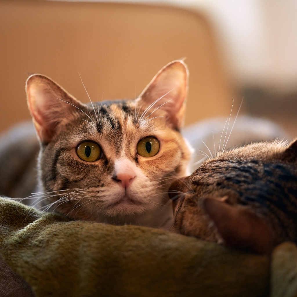 Две серых кошки лежат на кровати 