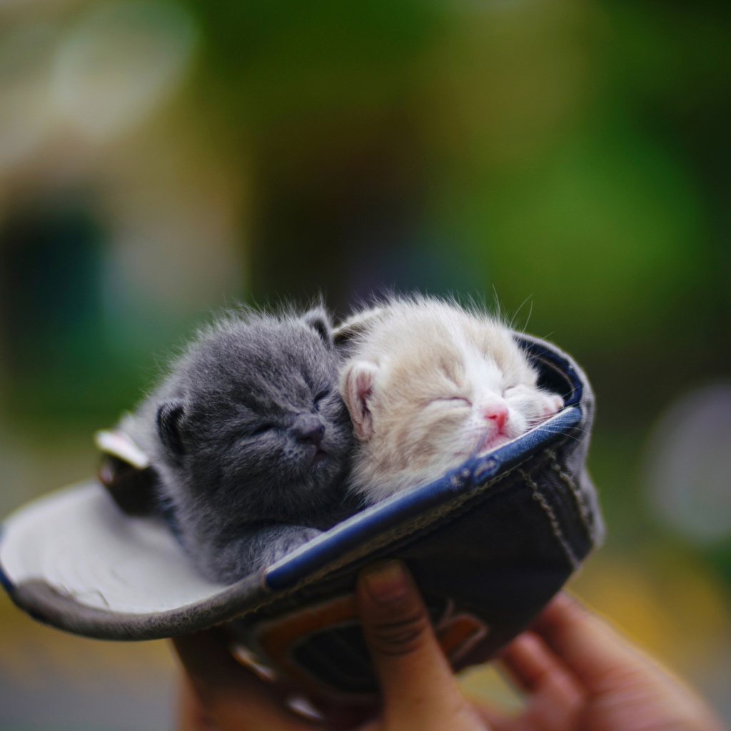 Два маленький милых котенка в шапке 