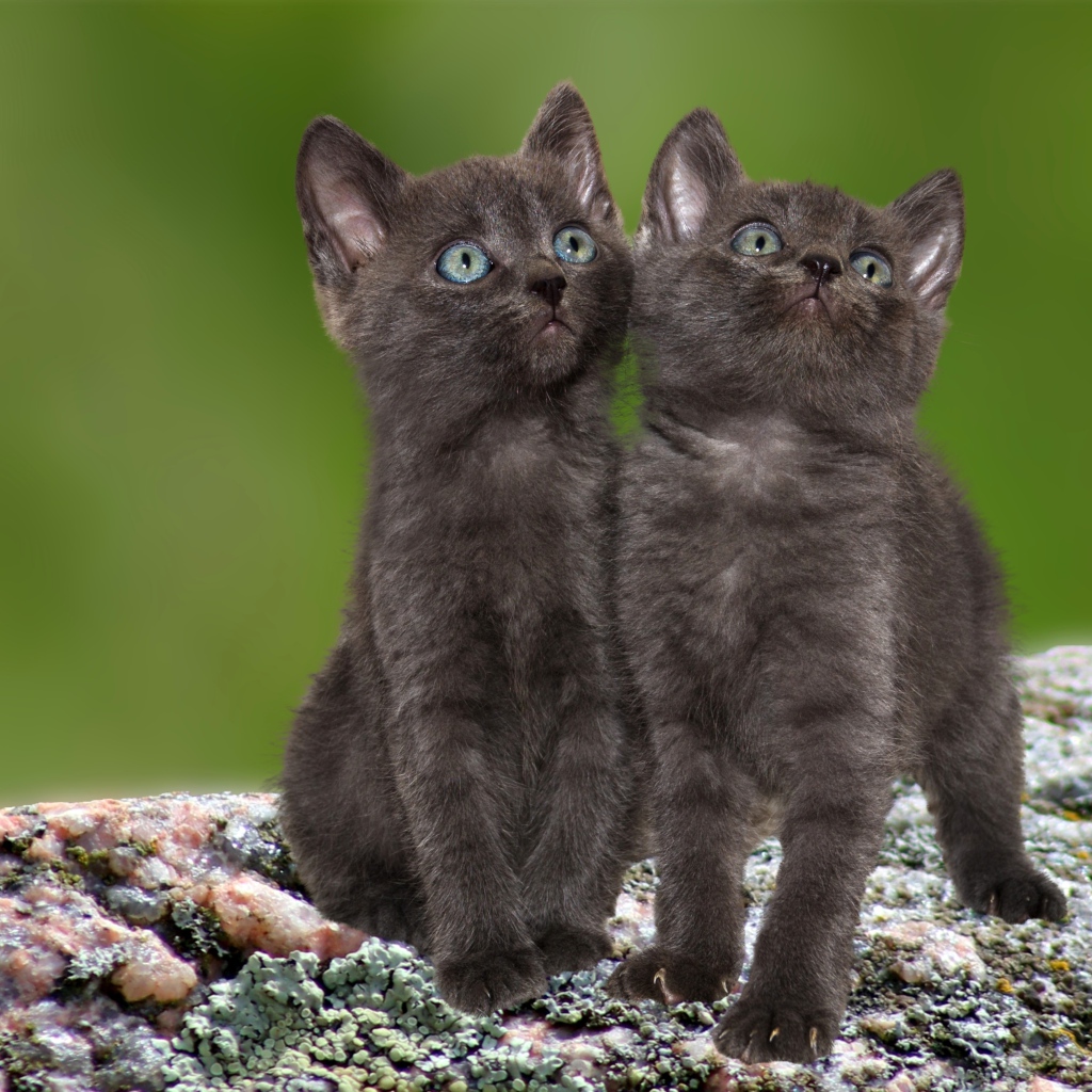 Два маленьких серых котенка сидят на камне