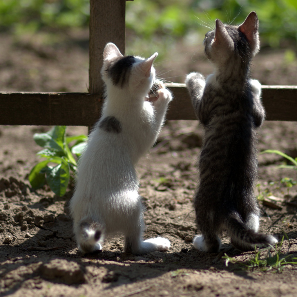 Два маленьких котенка у забора