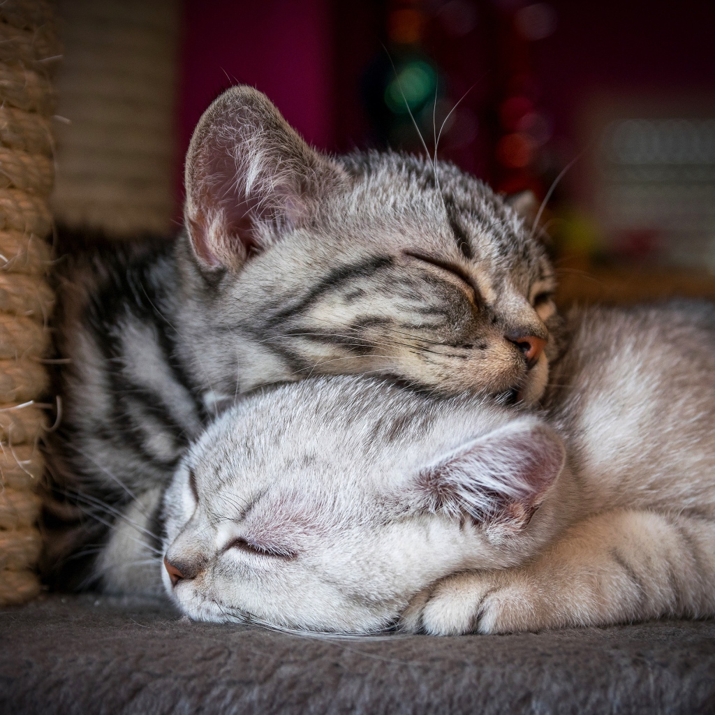 Два спящих породистых кота