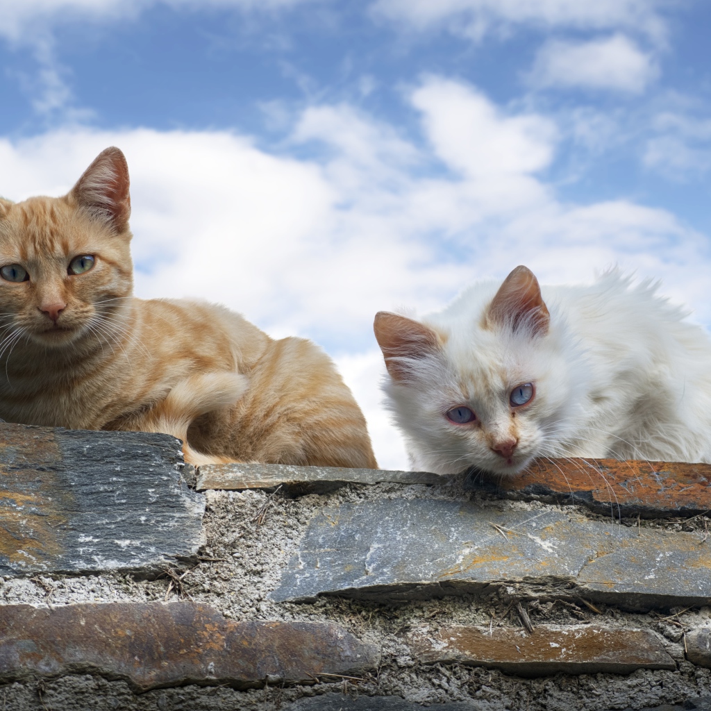 Белый и серый кот сидят на каменной стене на фоне голубого неба