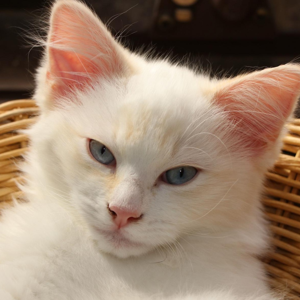 Белый голубоглазый котенок лежит в плетеной корзине