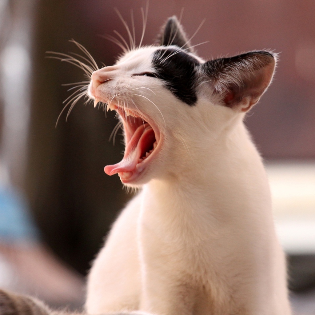 Белый кот с черными пятнами зевает 