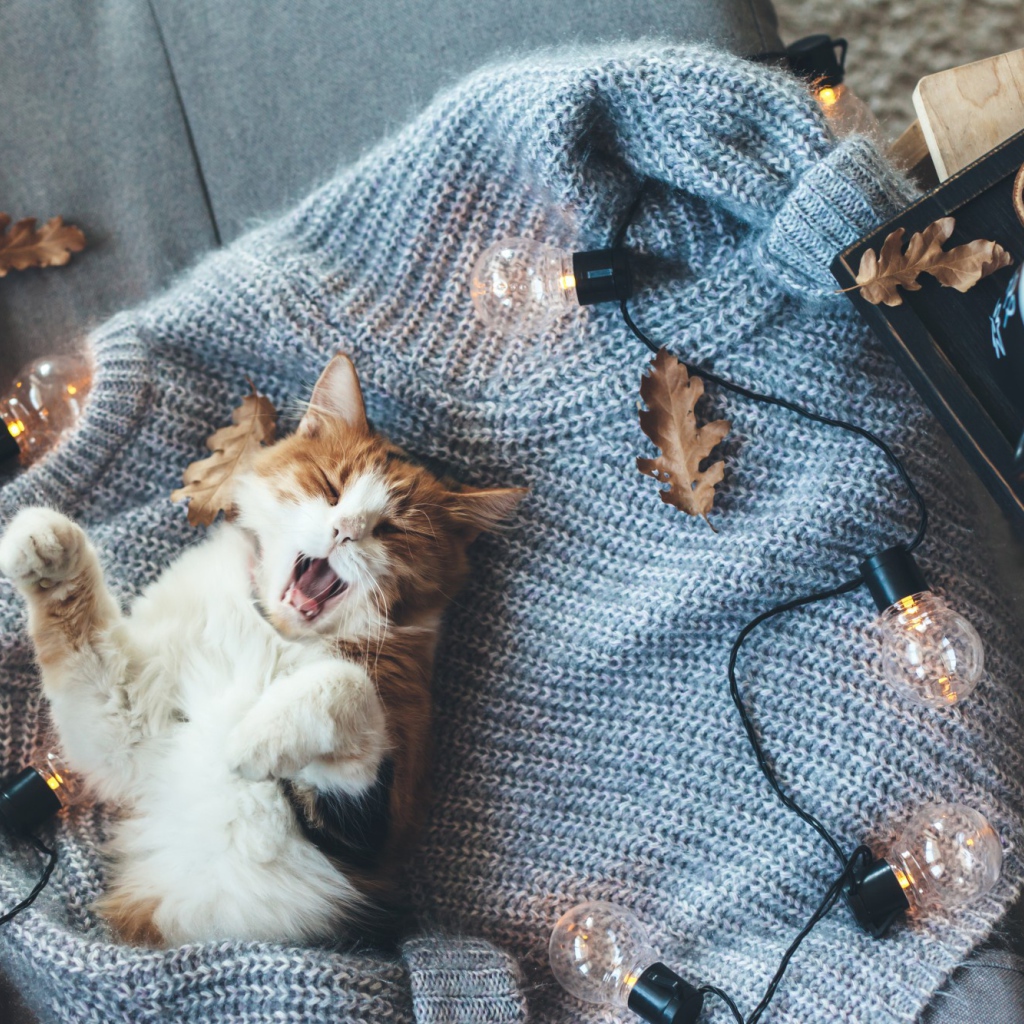 Зевающий рыжий с белым кот лежит на свитере с лампочками