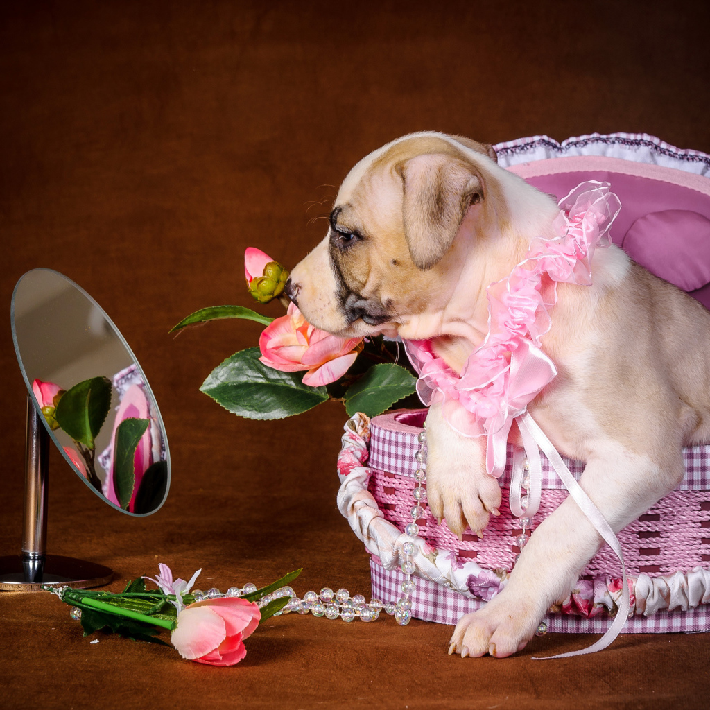 Щенок Амстаффа сидит в корзине у зеркала