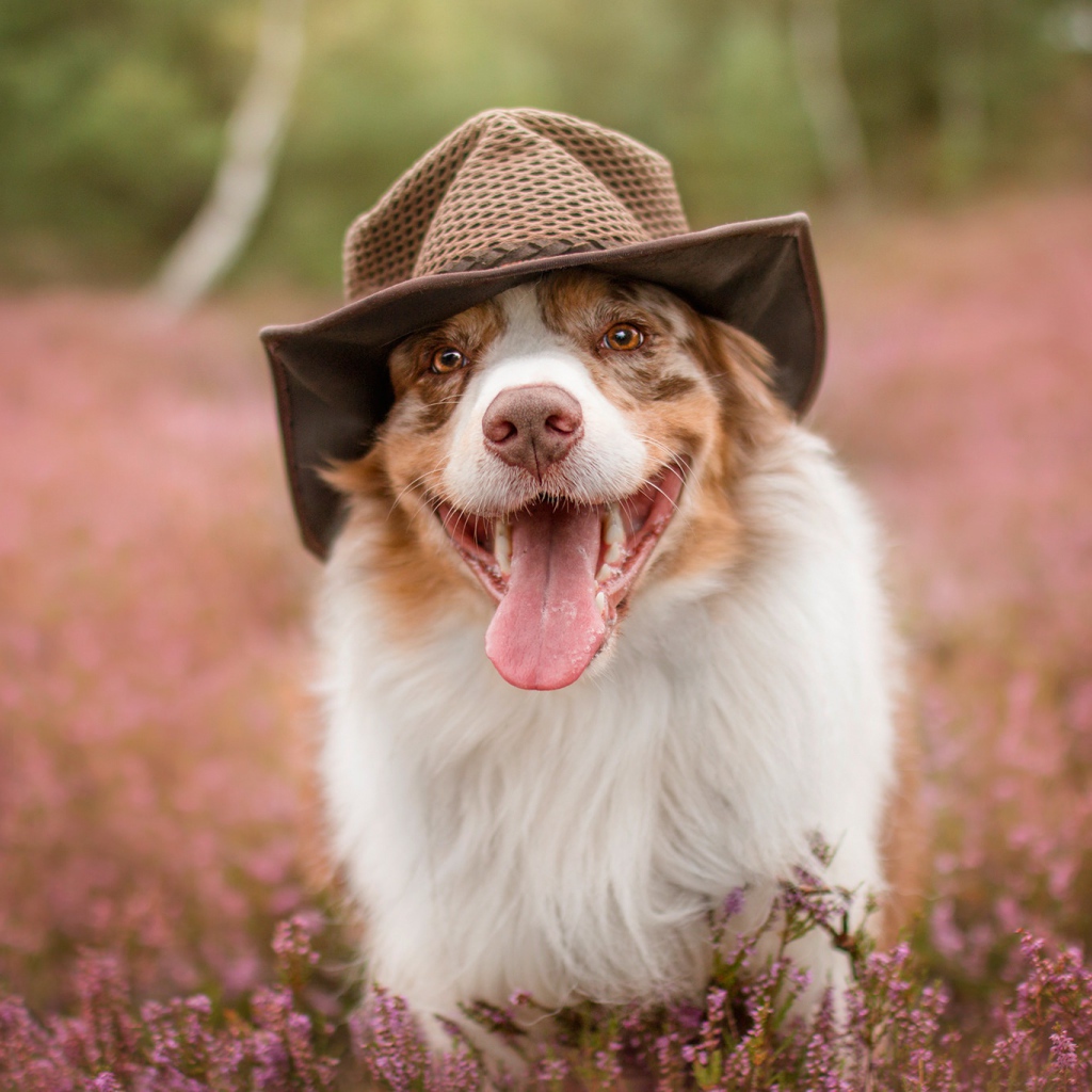 Австралийская овчарка в шляпе с высунутым языком на поле с цветами