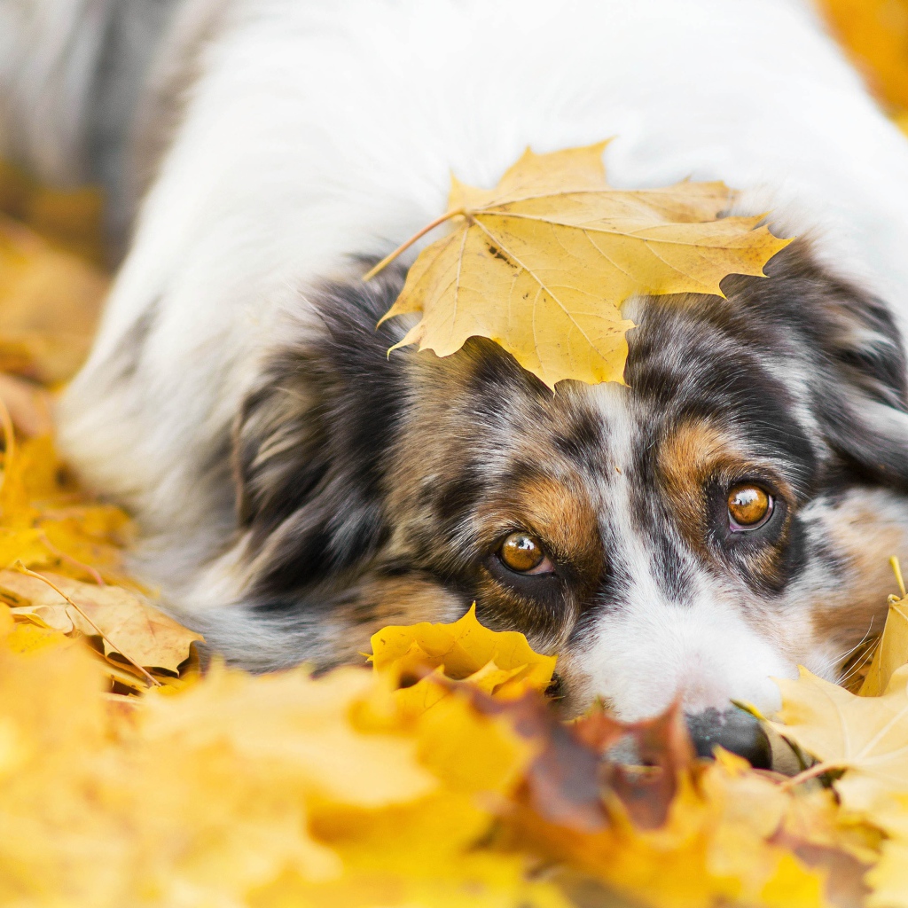 Австралийская Овчарка лежит в желтой листве