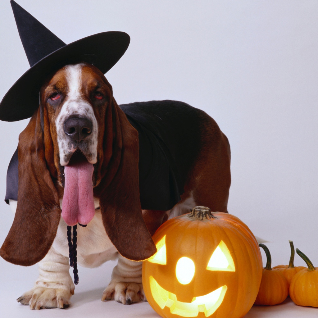 Собака породы бассет хаунд с тыквой на сером фоне на Хэллоуин 