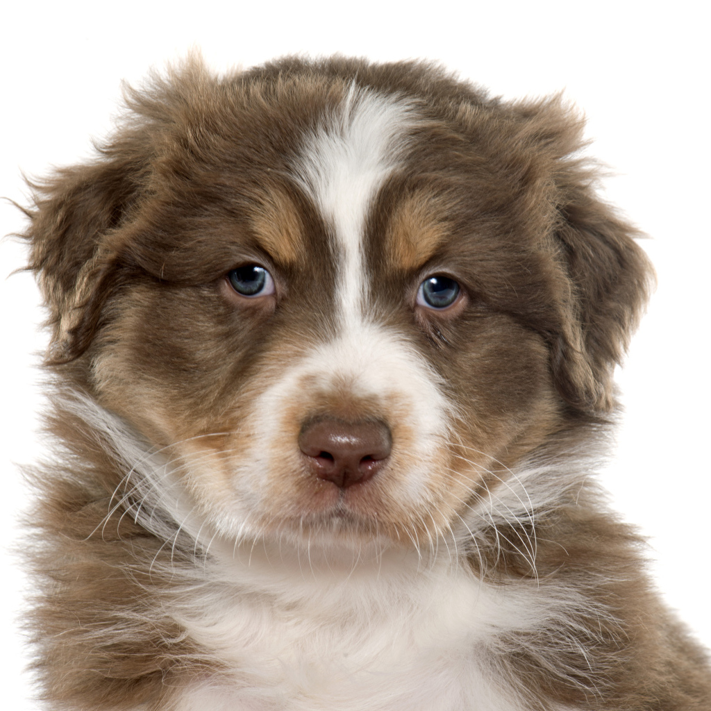 Красивый щенок австралийской овчарки на белом фоне