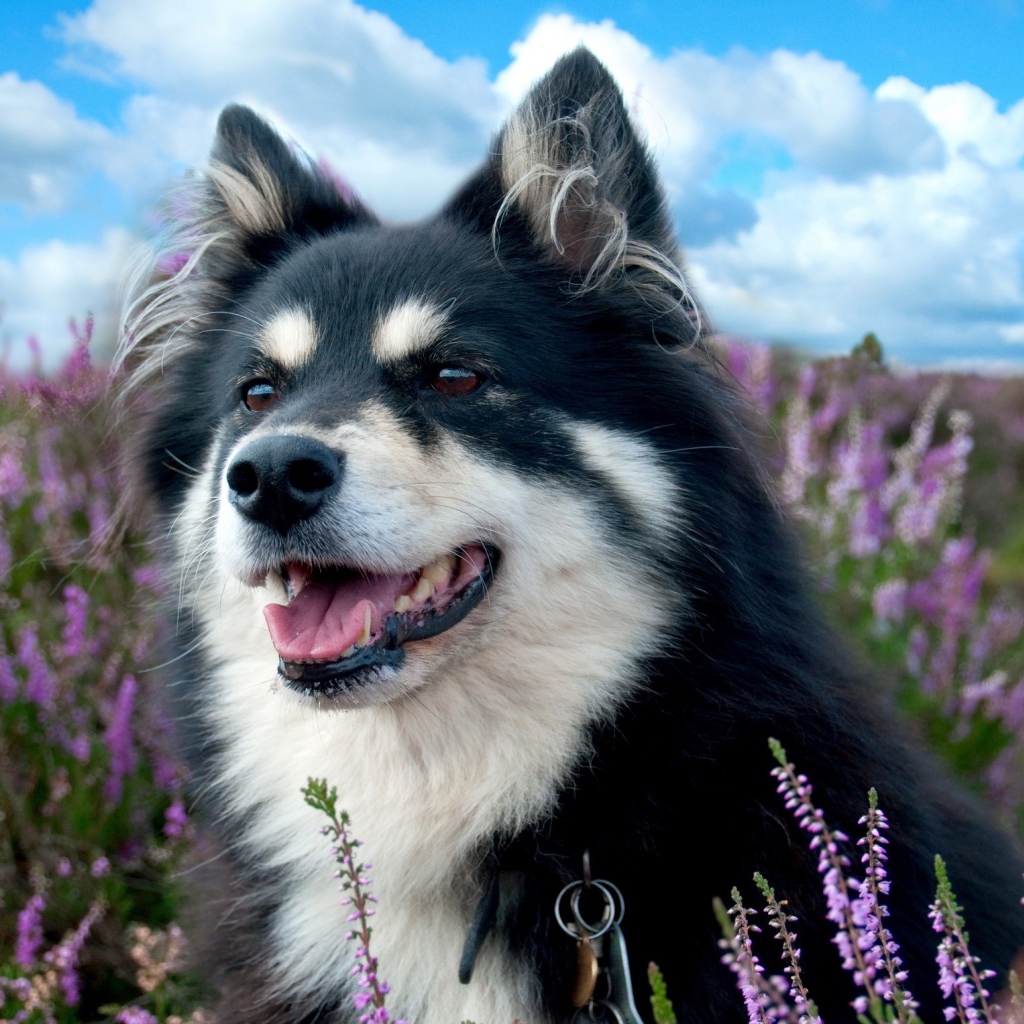 Красивая породистая собака сидит в сиреневых цветах