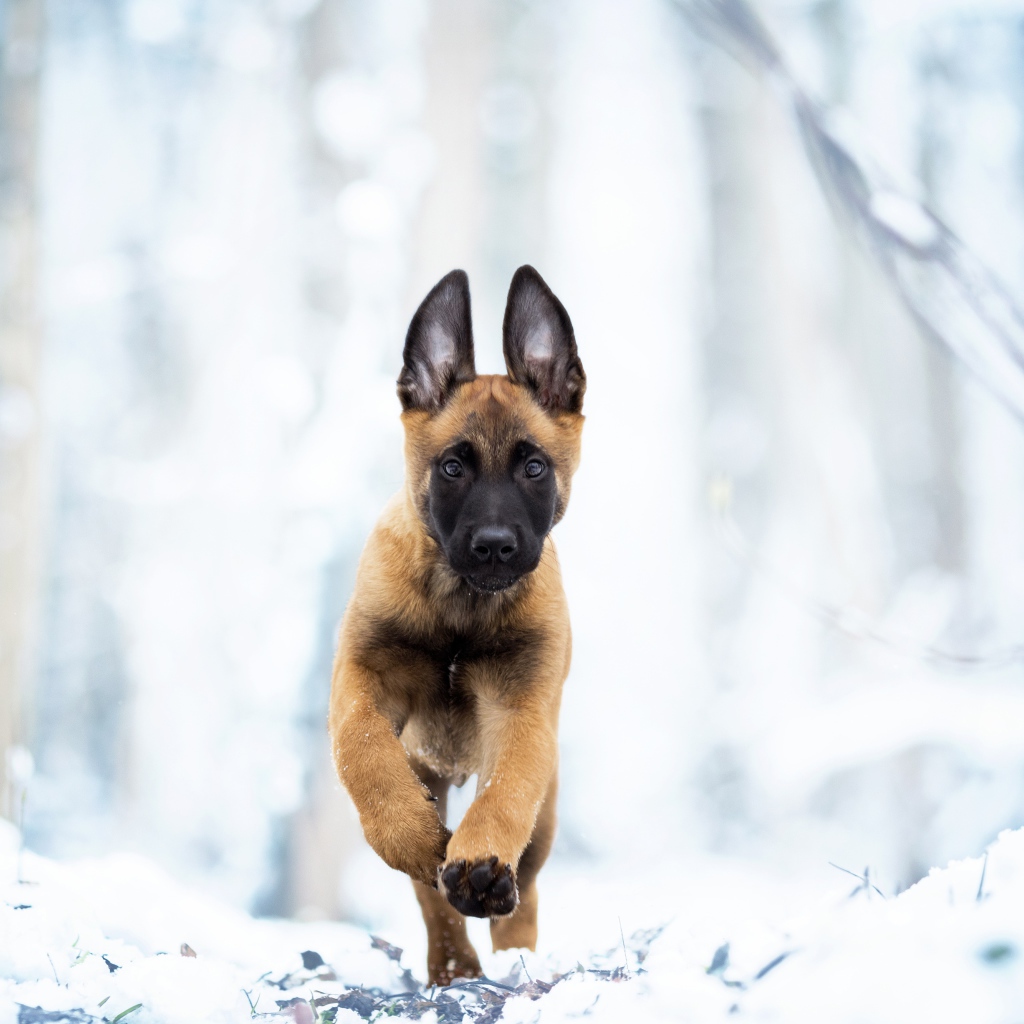 Бельгийская овчарка Малинуа бежит по белому снегу