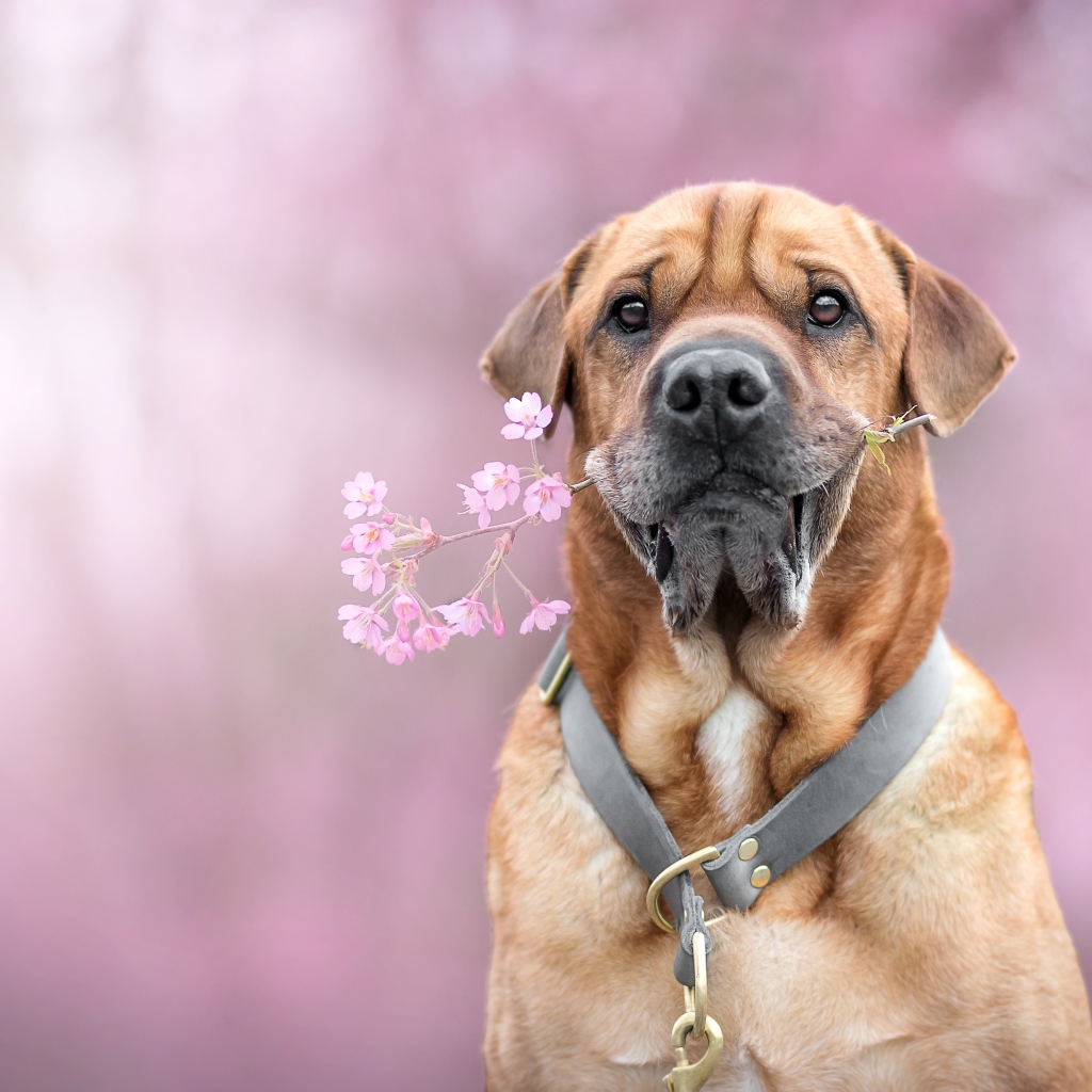 Большой пес с цветком в зубах 