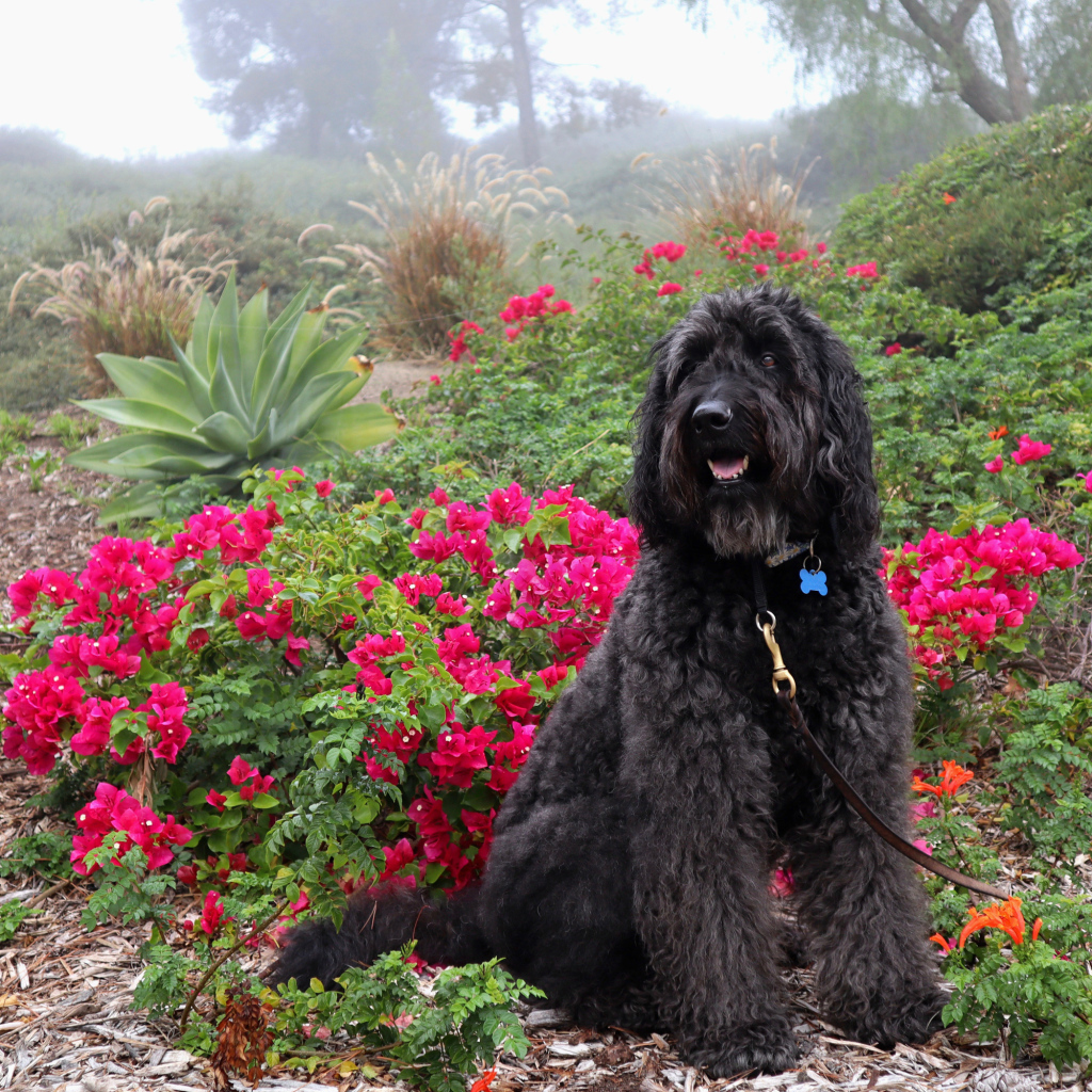 Большая Испанская водяная собака сидит у красных цветов