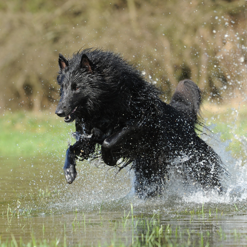 Черная Бельгийская овчарка бежит по воде
