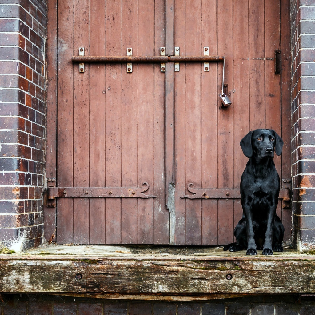 Черный лабрадор сидит у дверей 