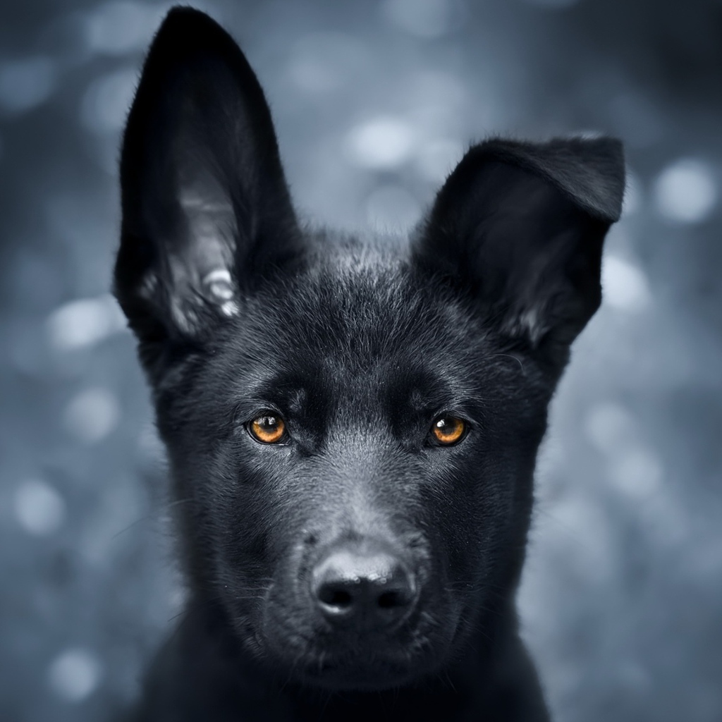 Черный щенок овчарки с опущенным ухом 