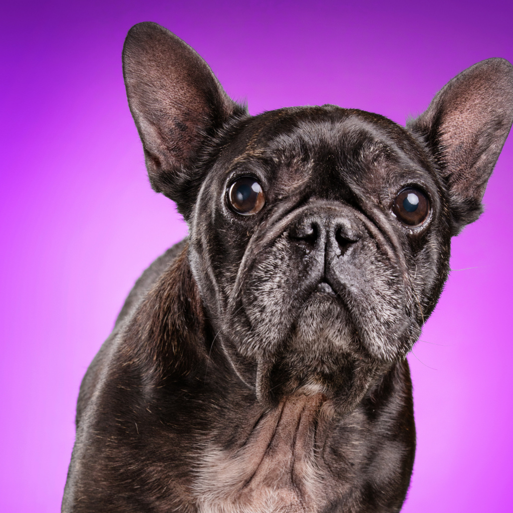 Черный бульдог на сиреневом фоне крупным планом