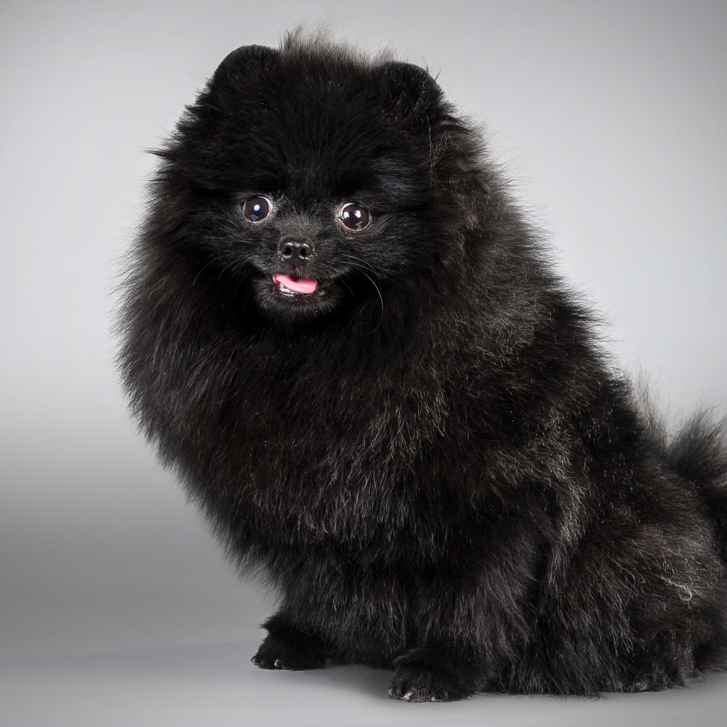 Черный пушистый шпиц на сером фоне