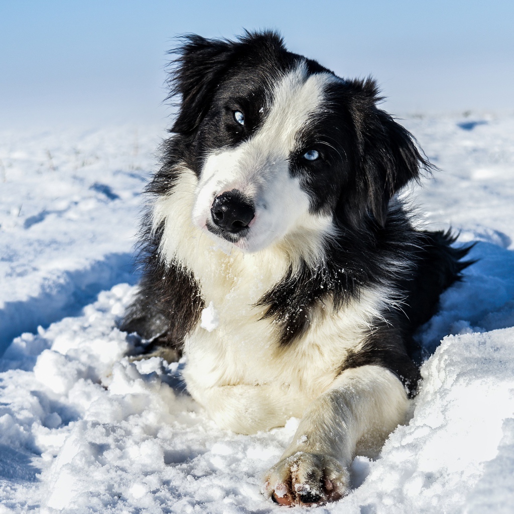 Бордер-Колли с голубыми глазами лежит на белом снегу 