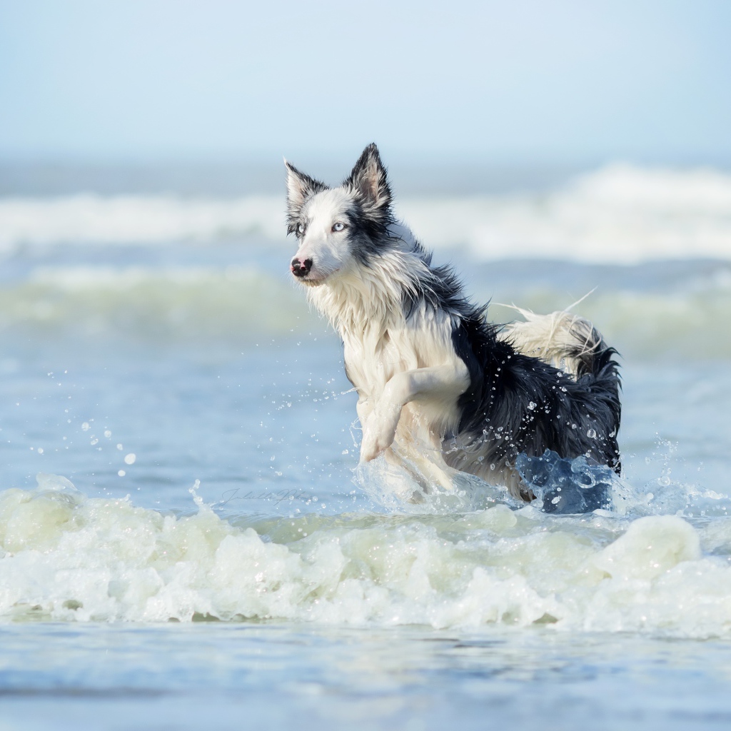 Собака породы бордер колли бежит по воде