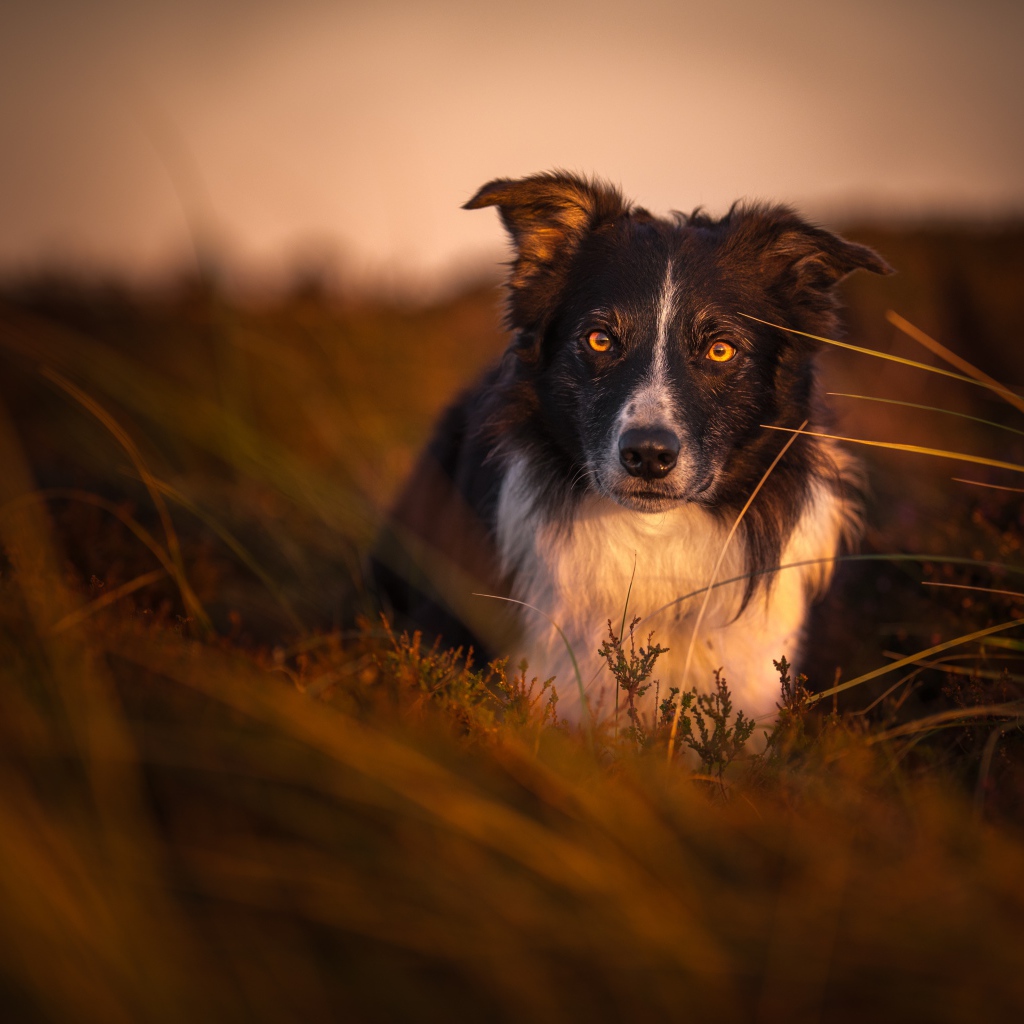 Собака породы бордер колли в траве
