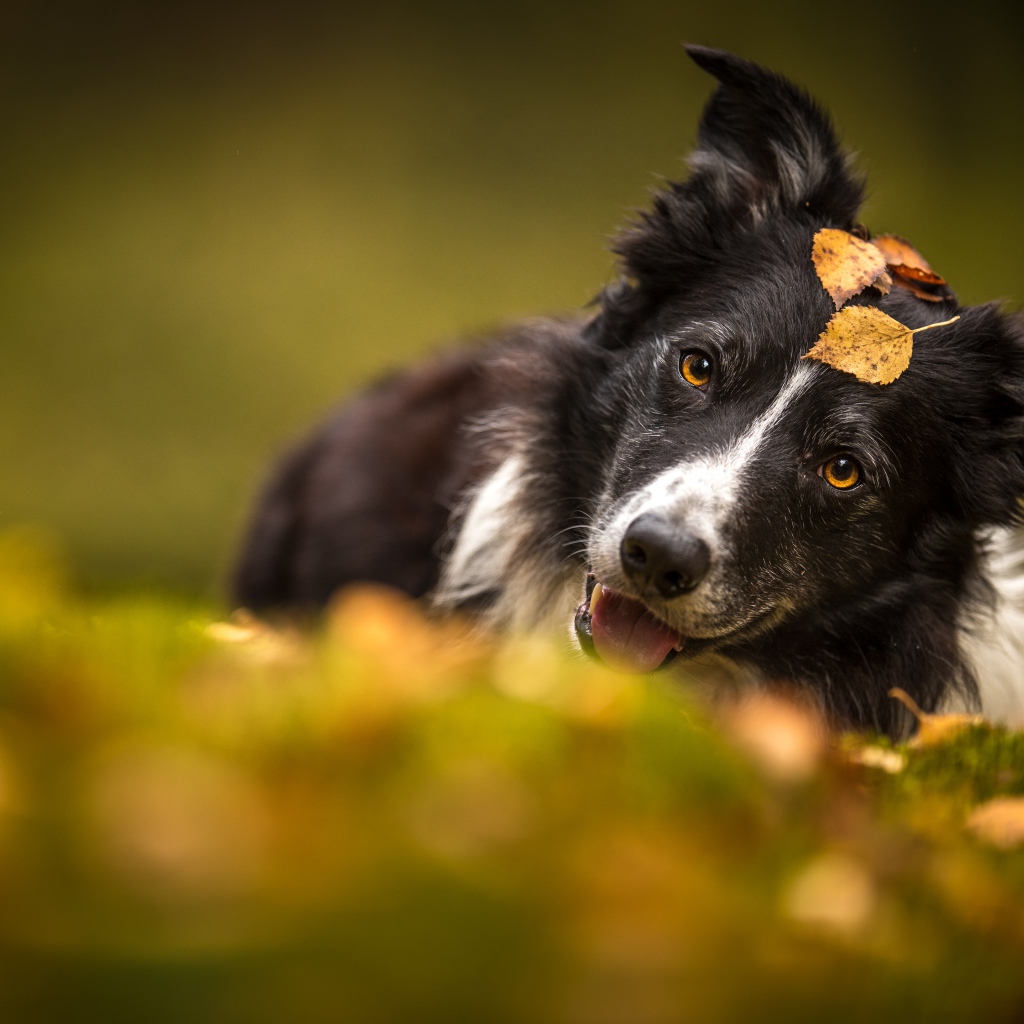 Собака породы бордер колли лежит на траве осенью