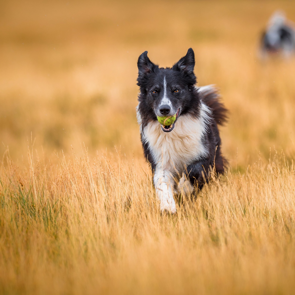 Собака породы бордер колли с мячиком во рту бежит по полю