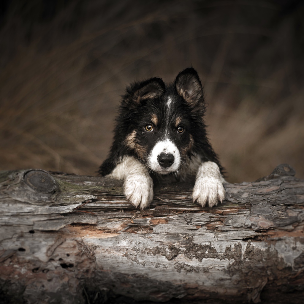 Щенок бордер колли лежит на сухом дереве