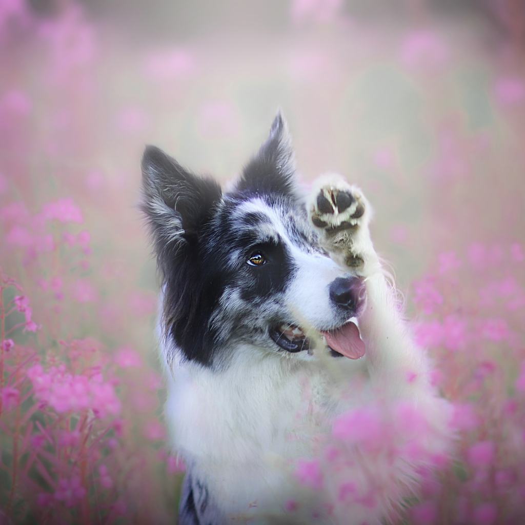 Бордер-колли сидит в розовых цветах 