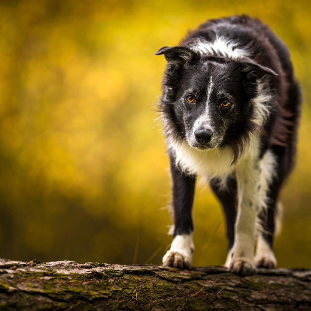 Бордер колли стоит на сухом дереве 