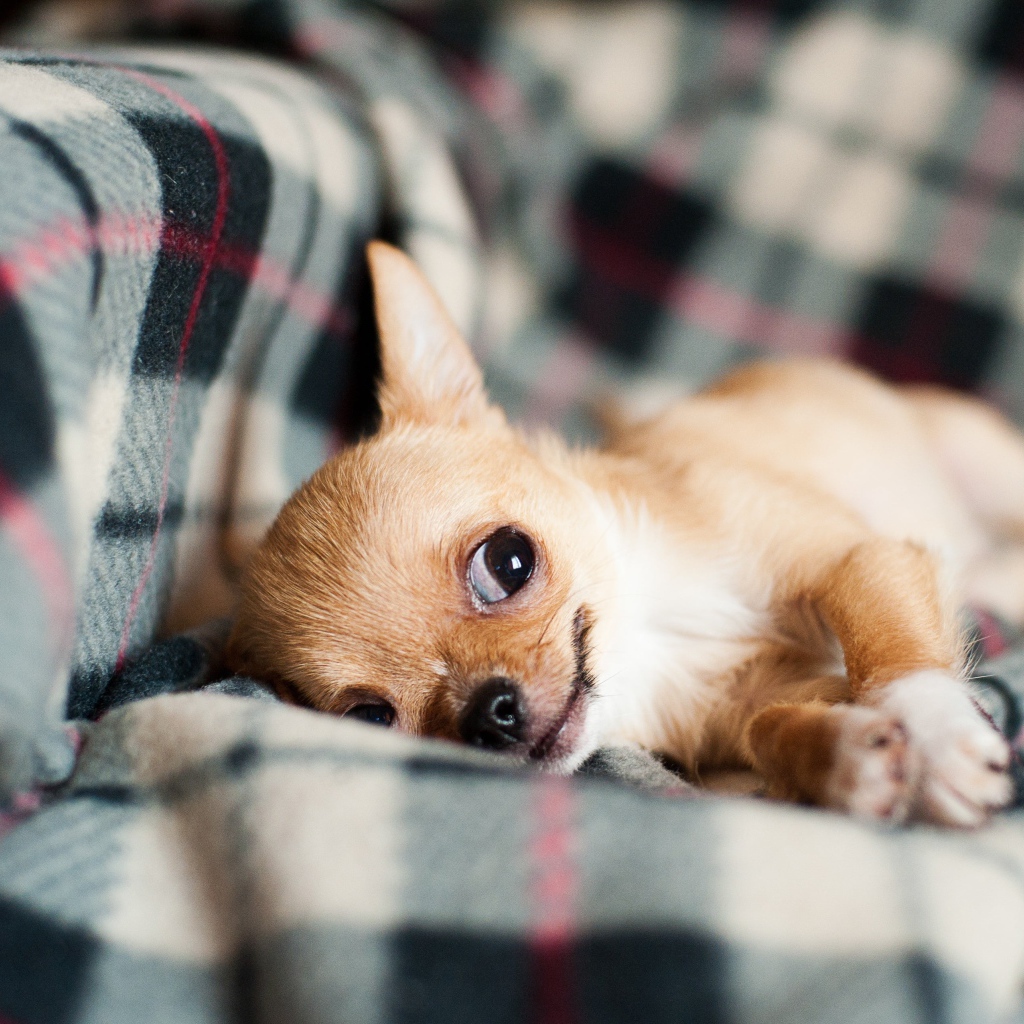 Собака породы чихуахуа лежит на диване