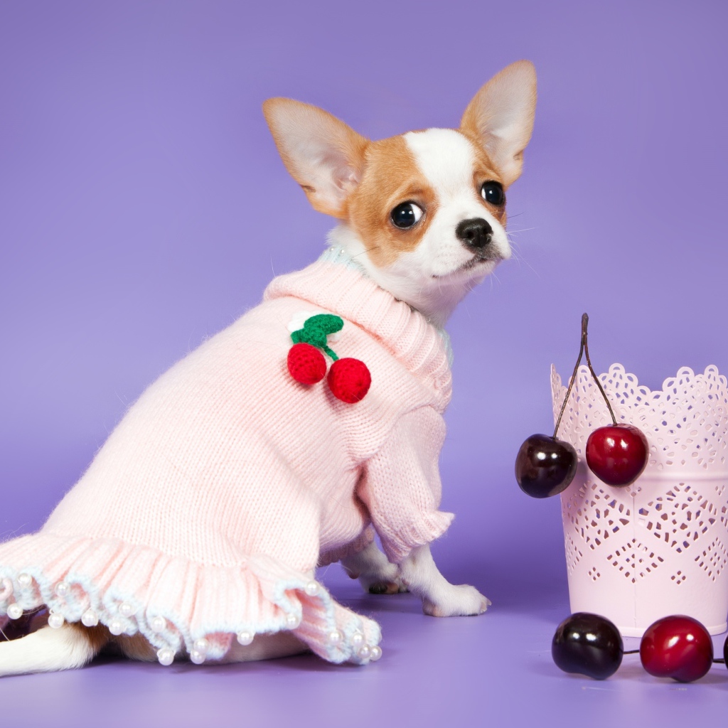 Чихуахуа в платье с черешней на фиолетовом фоне